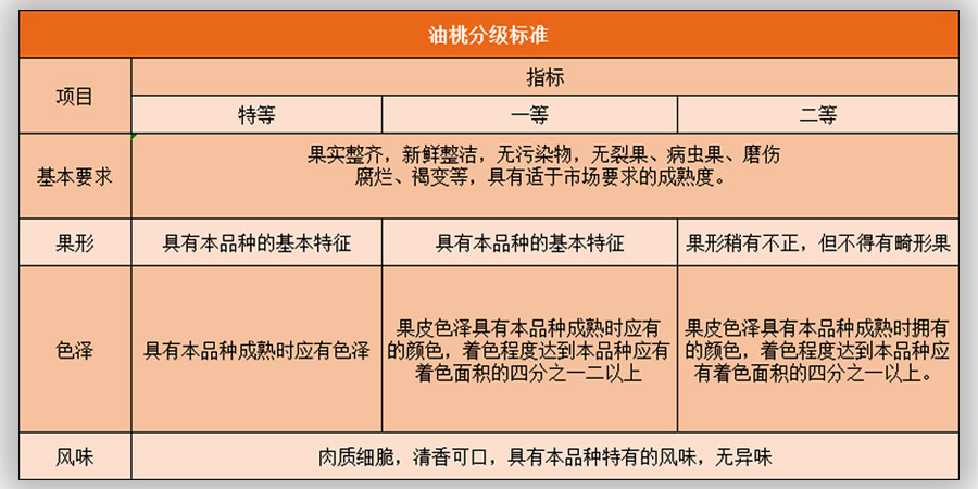 油桃放冷庫前的分級工作