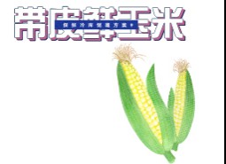 鮮玉米棒帶皮保鮮冷庫儲藏方法詳解！