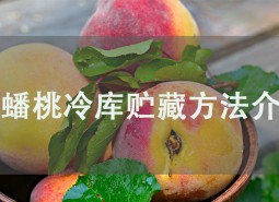 蟠桃冷庫貯藏方法介紹！冷庫保鮮60天！