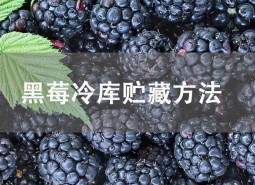 黑莓冷庫貯藏方法介紹！這樣做能保鮮45天不壞！